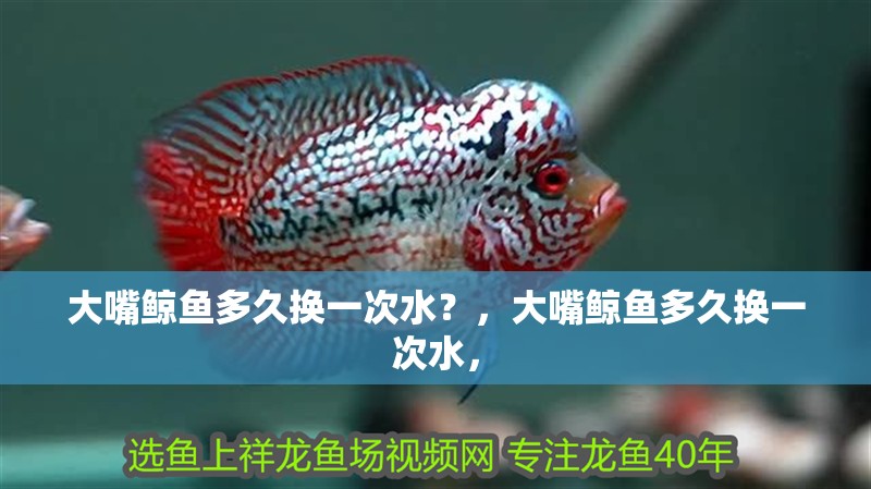 大嘴鯨魚多久換一次水？，大嘴鯨魚多久換一次水，