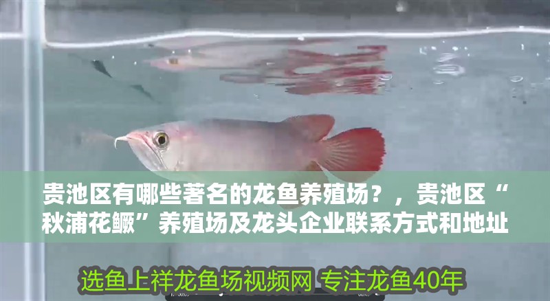 貴池區(qū)有哪些著名的龍魚養(yǎng)殖場(chǎng)？，貴池區(qū)“秋浦花鱖”養(yǎng)殖場(chǎng)及龍頭企業(yè)聯(lián)系方式和地址清單