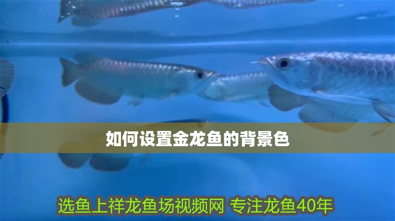 如何設置金龍魚的背景色