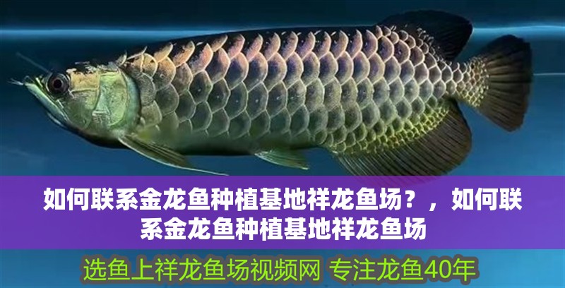 如何聯系金龍魚種植基地祥龍魚場？，如何聯系金龍魚種植基地祥龍魚場