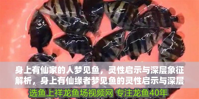 身上有仙家的人夢(mèng)見魚，靈性啟示與深層象征解析，身上有仙緣者夢(mèng)見魚的靈性啟示與深層象征解析