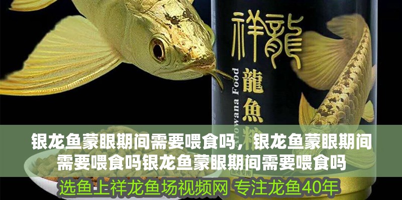 銀龍魚蒙眼期間需要喂食嗎，銀龍魚蒙眼期間需要喂食嗎銀龍魚蒙眼期間需要喂食嗎