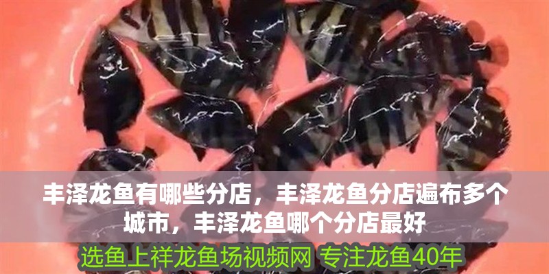 豐澤龍魚有哪些分店，豐澤龍魚分店遍布多個(gè)城市，豐澤龍魚哪個(gè)分店最好