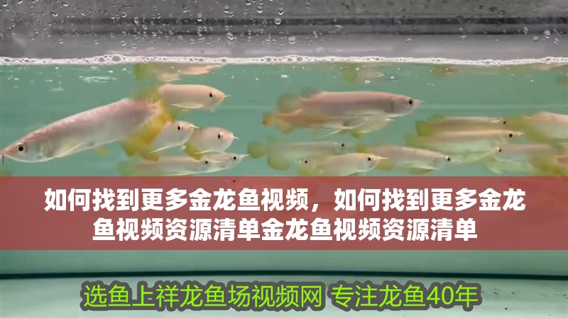 如何找到更多金龍魚視頻,如何找到更多金龍魚視頻資源清單金龍魚視頻資源清單
