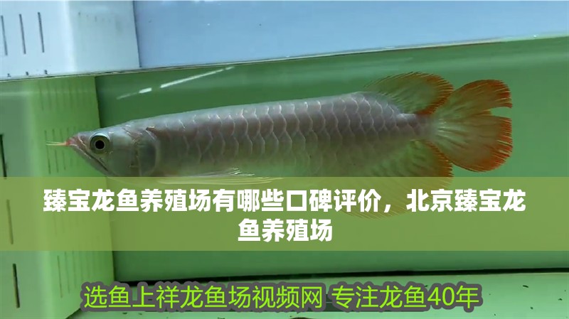 臻寶龍魚養殖場有哪些口碑評價，北京臻寶龍魚養殖場