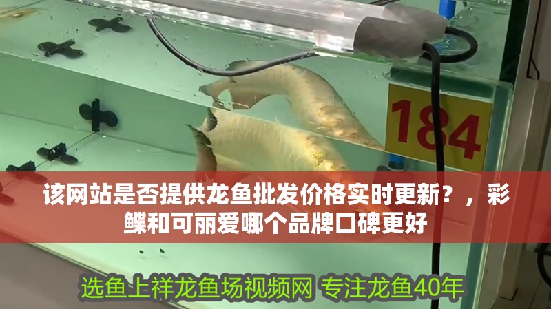 該網站是否提供龍魚批發價格實時更新？，彩鰈和可麗愛哪個品牌口碑更好