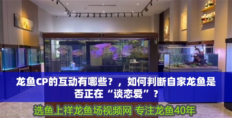 龍魚CP的互動有哪些？，如何判斷自家龍魚是否正在“談戀愛”？