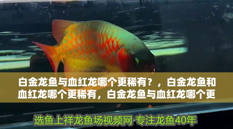 白金龍魚與血紅龍哪個更稀有？，白金龍魚和血紅龍哪個更稀有，白金龍魚與血紅龍哪個更稀有