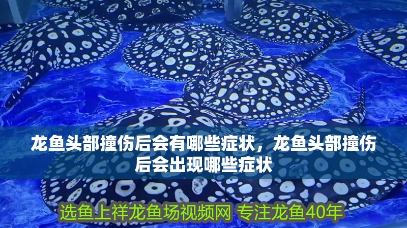 龍魚頭部撞傷后會(huì)有哪些癥狀，龍魚頭部撞傷后會(huì)出現(xiàn)哪些癥狀