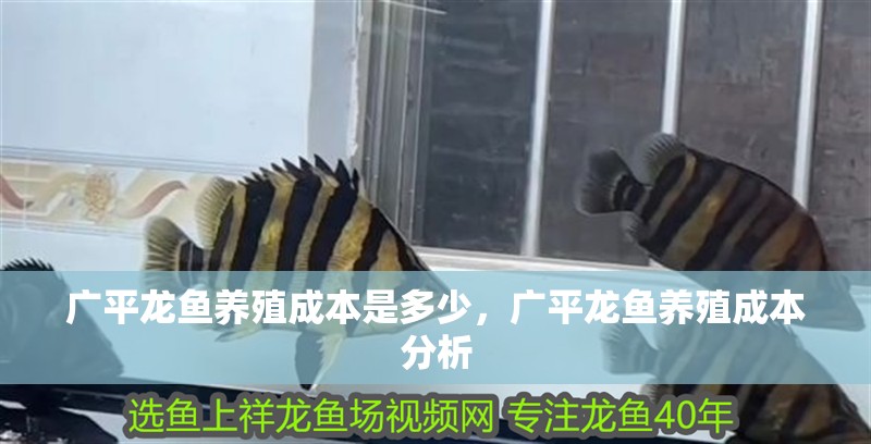 廣平龍魚養殖成本是多少，廣平龍魚養殖成本分析