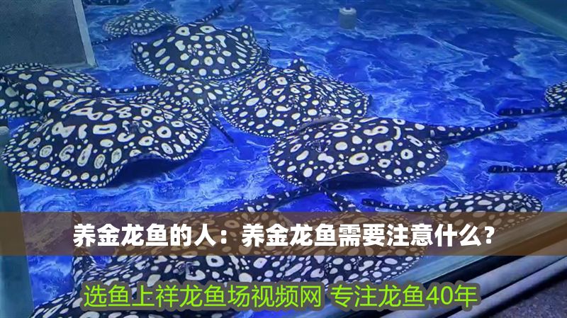 養(yǎng)金龍魚的人：養(yǎng)金龍魚需要注意什么？