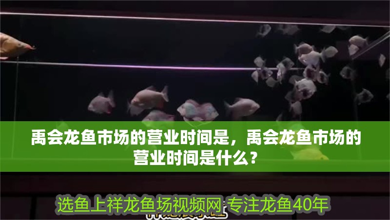 禹會龍魚市場的營業時間是，禹會龍魚市場的營業時間是什么？