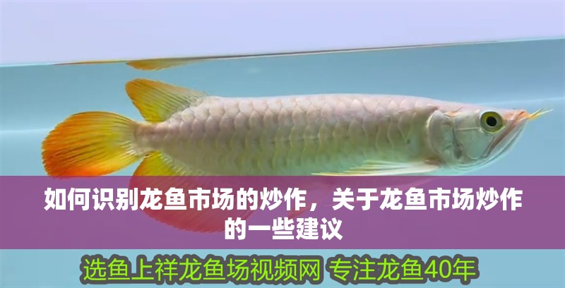 如何識別龍魚市場的炒作，關于龍魚市場炒作的一些建議