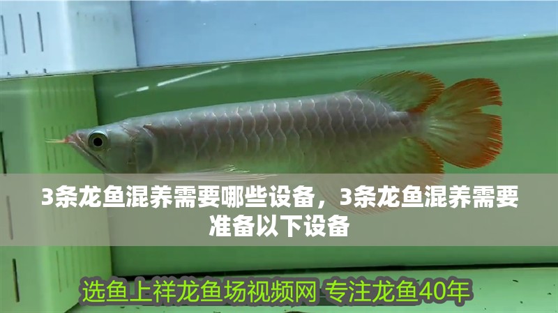 3條龍魚混養需要哪些設備，3條龍魚混養需要準備以下設備