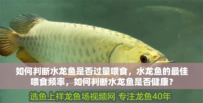 如何判斷水龍魚是否過量喂食,水龍魚的最佳喂食頻率,如何判斷水龍魚是否健康?