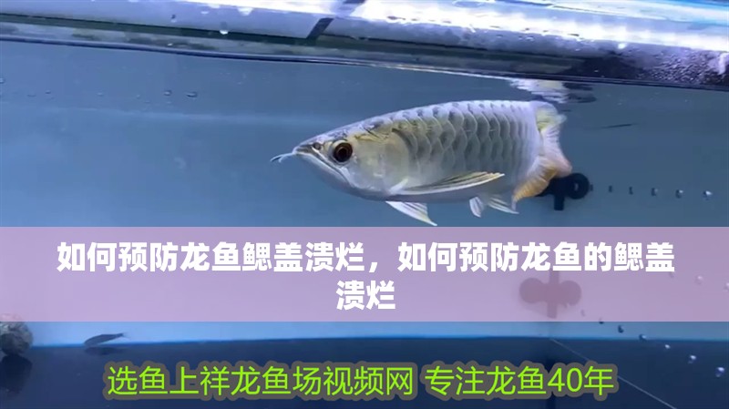 如何預防龍魚鰓蓋潰爛，如何預防龍魚的鰓蓋潰爛