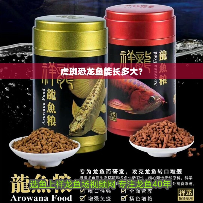 虎斑恐龍魚能長多大？