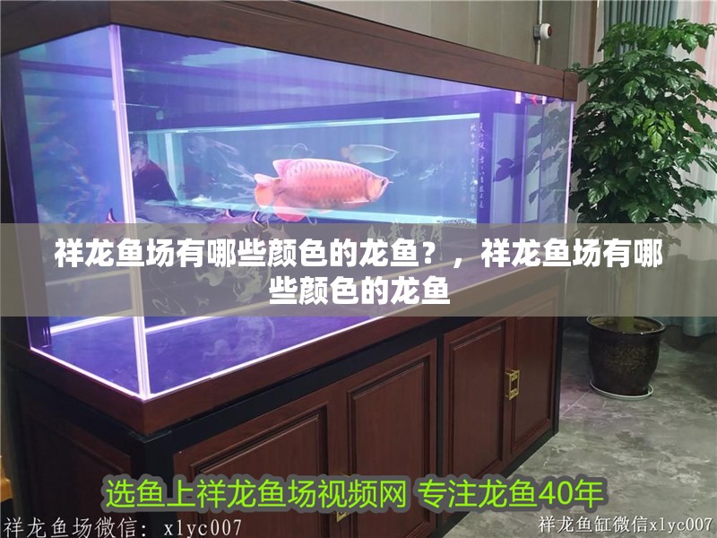 祥龍魚場有哪些顏色的龍魚？，祥龍魚場有哪些顏色的龍魚