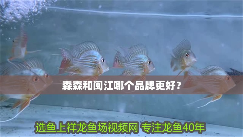 森森和閩江哪個品牌更好？