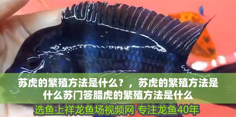 蘇虎的繁殖方法是什么？，蘇虎的繁殖方法是什么蘇門答臘虎的繁殖方法是什么