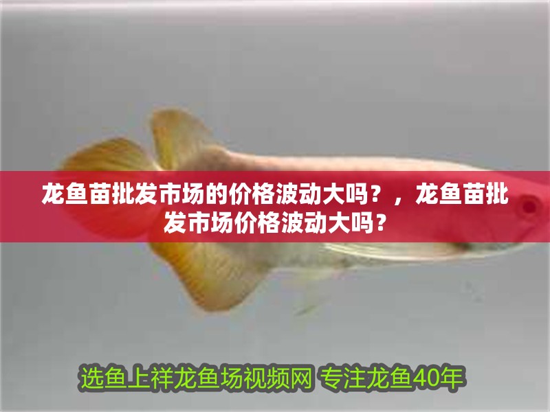 龍魚苗批發(fā)市場(chǎng)的價(jià)格波動(dòng)大嗎？，龍魚苗批發(fā)市場(chǎng)價(jià)格波動(dòng)大嗎？