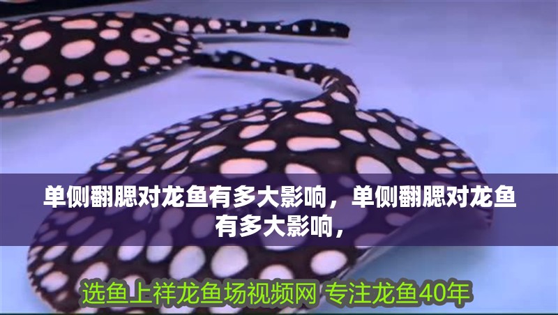單側(cè)翻腮對龍魚有多大影響，單側(cè)翻腮對龍魚有多大影響，