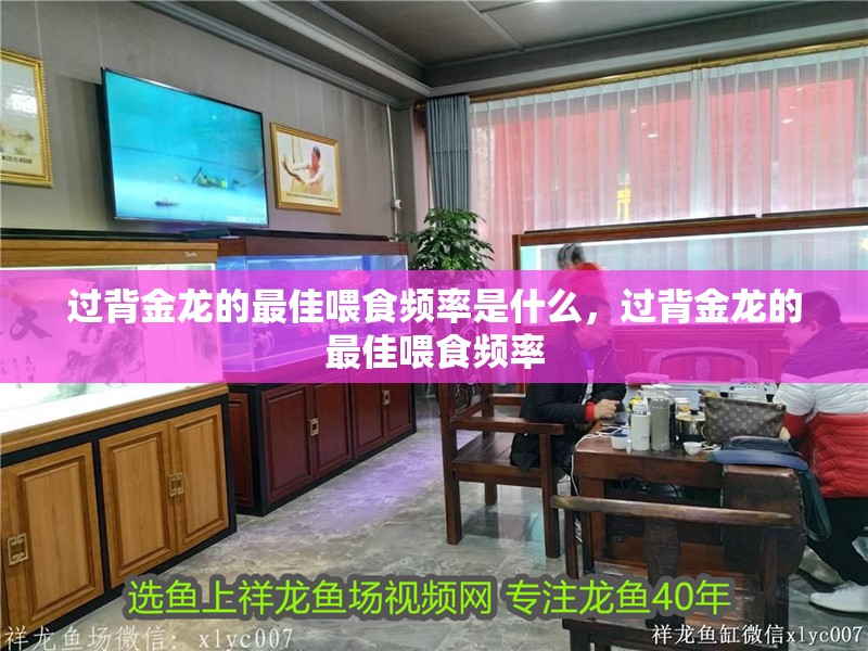 過背金龍的最佳喂食頻率是什么,過背金龍的最佳喂食頻率