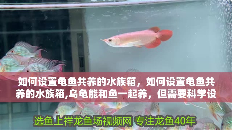 如何設置龜魚共養的水族箱，如何設置龜魚共養的水族箱,烏龜能和魚一起養，但需要科學設計和精細管理