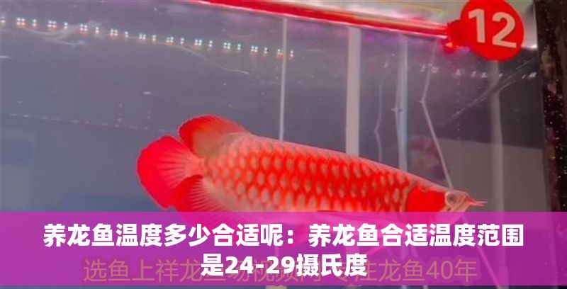 養(yǎng)龍魚溫度多少合適呢：養(yǎng)龍魚合適溫度范圍是24-29攝氏度