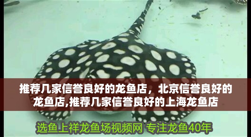 推薦幾家信譽良好的龍魚店，北京信譽良好的龍魚店,推薦幾家信譽良好的上海龍魚店