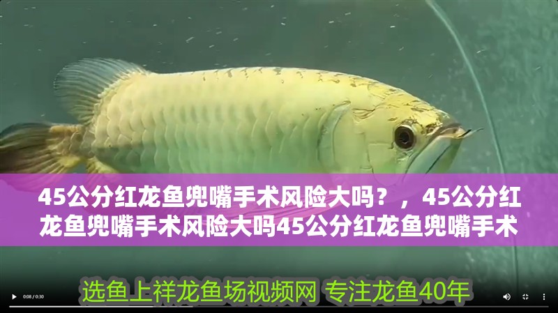 45公分紅龍魚兜嘴手術風險大嗎？，45公分紅龍魚兜嘴手術風險大嗎45公分紅龍魚兜嘴手術風險大嗎