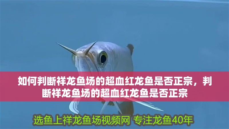 如何判斷祥龍魚場的超血紅龍魚是否正宗,判斷祥龍魚場的超血紅龍魚是否正宗