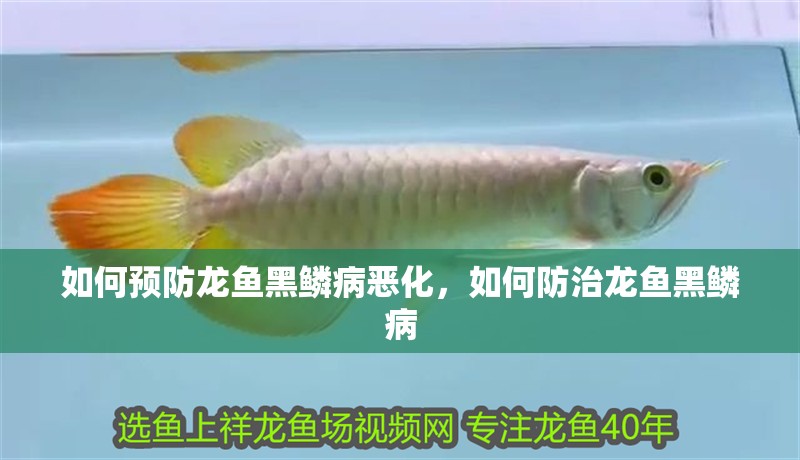 如何預防龍魚黑鱗病惡化，如何防治龍魚黑鱗病