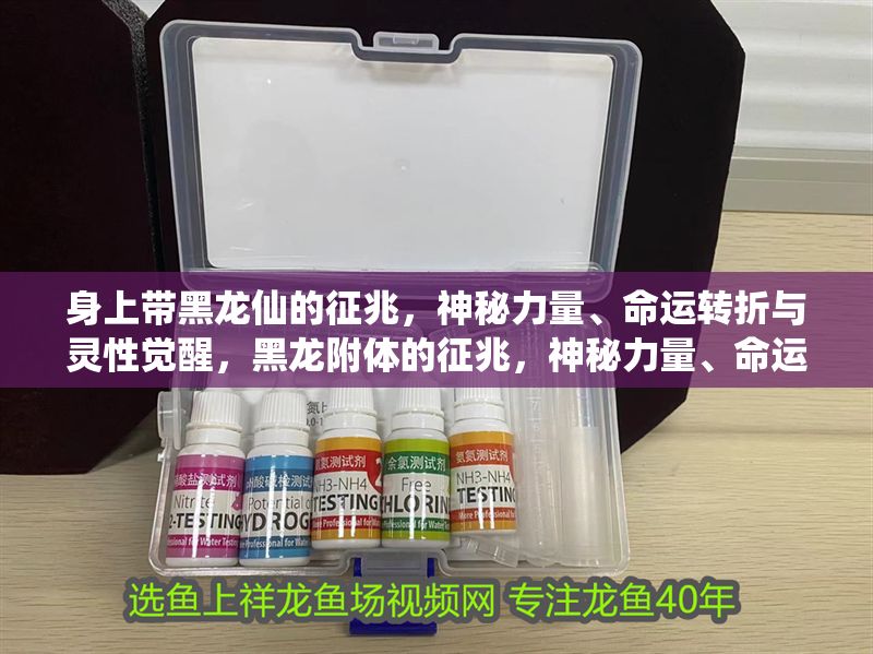 身上帶黑龍仙的征兆，神秘力量、命運(yùn)轉(zhuǎn)折與靈性覺(jué)醒，黑龍附體的征兆，神秘力量、命運(yùn)轉(zhuǎn)折與靈性覺(jué)醒的玄秘關(guān)聯(lián)