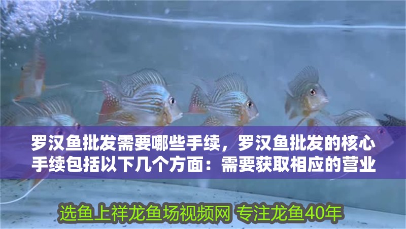 羅漢魚批發需要哪些手續，羅漢魚批發的核心手續包括以下幾個方面：需要獲取相應的營業執照和食品流通許可證