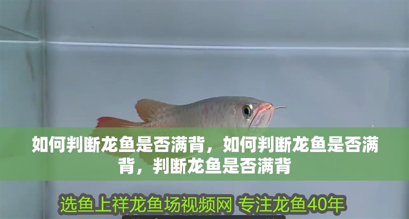 如何判斷龍魚是否滿背，如何判斷龍魚是否滿背，判斷龍魚是否滿背