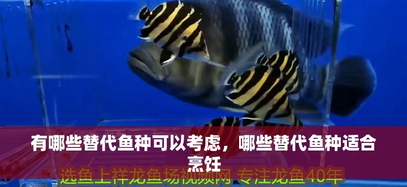 有哪些替代魚種可以考慮，哪些替代魚種適合烹飪