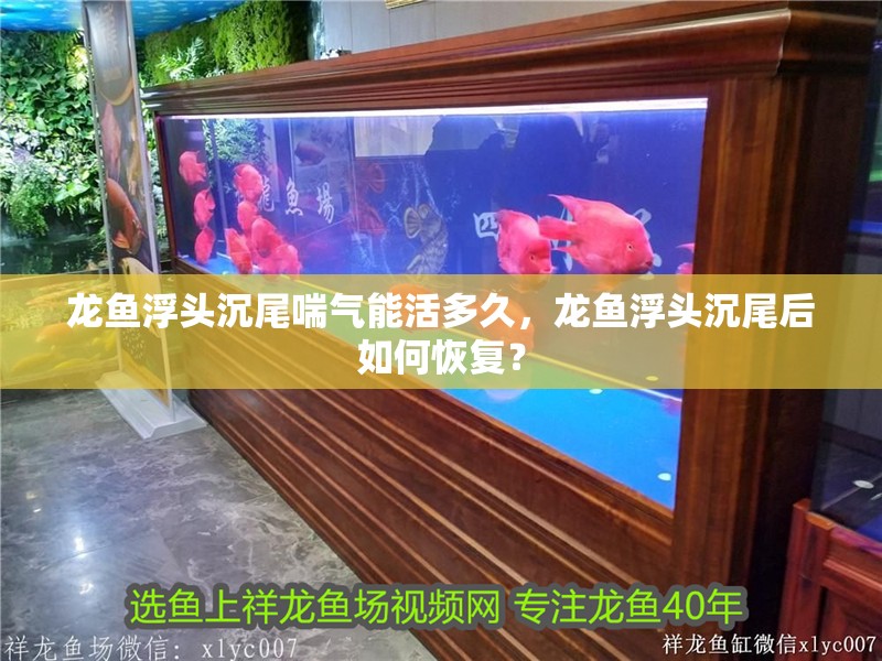 龍魚浮頭沉尾喘氣能活多久，龍魚浮頭沉尾后如何恢復？