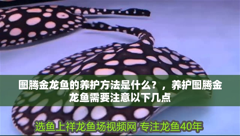圖騰金龍魚的養護方法是什么？，養護圖騰金龍魚需要注意以下幾點