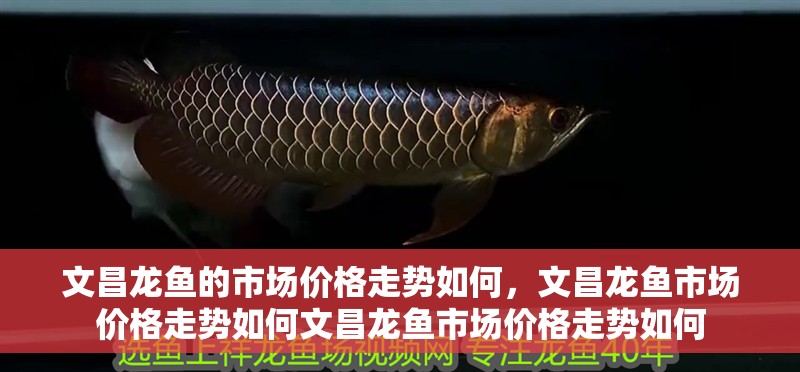 文昌龍魚的市場價格走勢如何，文昌龍魚市場價格走勢如何文昌龍魚市場價格走勢如何