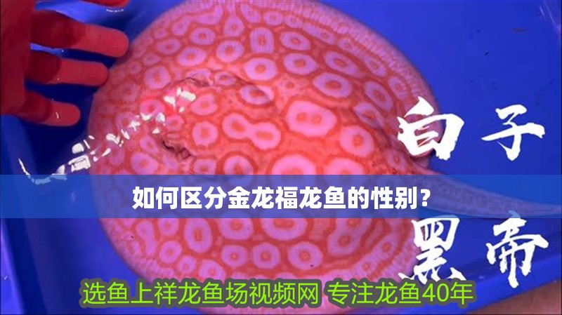 如何區分金龍福龍魚的性別？