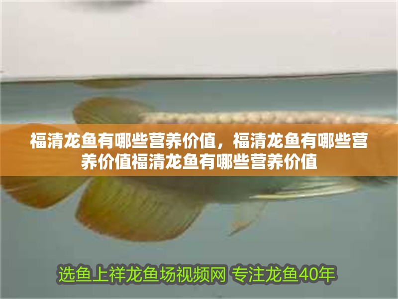 福清龍魚有哪些營養價值，福清龍魚有哪些營養價值福清龍魚有哪些營養價值