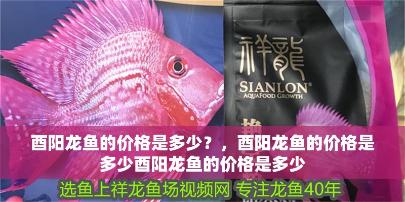 酉陽龍魚的價格是多少？，酉陽龍魚的價格是多少酉陽龍魚的價格是多少
