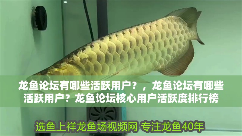 龍魚論壇有哪些活躍用戶？，龍魚論壇有哪些活躍用戶？龍魚論壇核心用戶活躍度排行榜