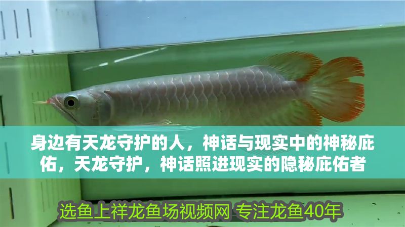 身邊有天龍守護的人，神話與現實中的神秘庇佑，天龍守護，神話照進現實的隱秘庇佑者