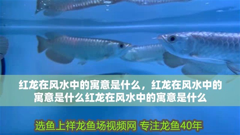 紅龍在風水中的寓意是什么，紅龍在風水中的寓意是什么紅龍在風水中的寓意是什么
