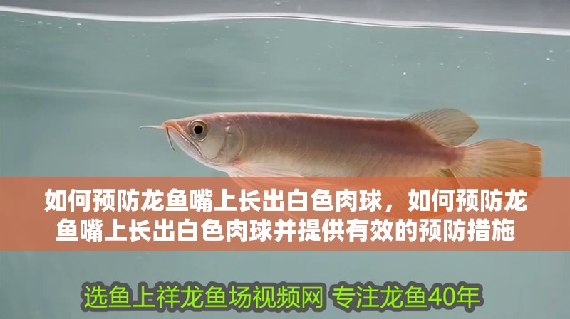 如何預(yù)防龍魚嘴上長出白色肉球，如何預(yù)防龍魚嘴上長出白色肉球并提供有效的預(yù)防措施