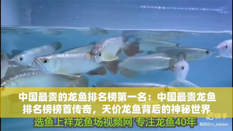中國最貴的龍魚排名榜第一名：中國最貴龍魚排名榜榜首傳奇，天價龍魚背后的神秘世界