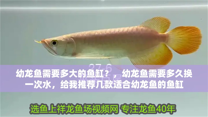 幼龍魚需要多大的魚缸？，幼龍魚需要多久換一次水，給我推薦幾款適合幼龍魚的魚缸