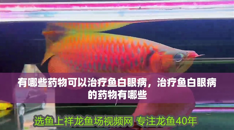 有哪些藥物可以治療魚白眼病，治療魚白眼病的藥物有哪些